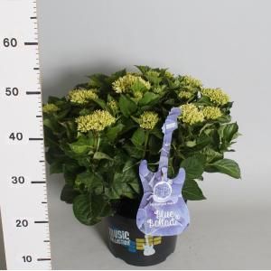 Hydrangea Macrophylla Music Collection "Blue Ballad"® boerenhortensia - 30-40 cm - 1 stuks