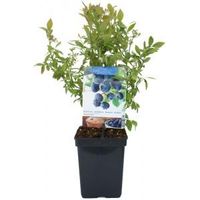 Vaccinium Corymbosum Blauwe Bes fruitplant Fruithof - Fruithof