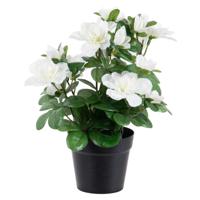 Louis Maes Azalea Kunstplant - wit - in binnenpot - H25 cm - kunstbloemen