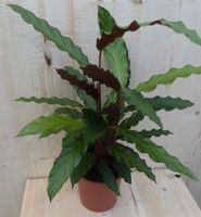 Calathea Wave Star Pauwenplant smal donkergroen blad 30 cm - Warentuin Natuurlijk