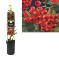 Klimplant Pyracantha Red Column - Vuurdoorn - thumbnail