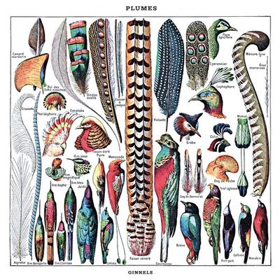 Plumes - 10 inch Vinyl;10 inch Vinyl (8435008881979) Plumes - 10 inch Vinyl;10 inch Vinyl (8435008881979)