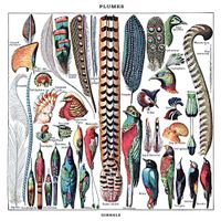 Plumes - 10 inch Vinyl;10 inch Vinyl (8435008881979) - thumbnail