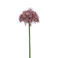 Allium