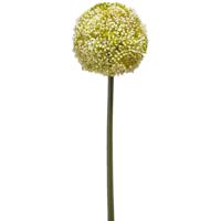 Emerald Allium/Sierui kunstbloem - losse steel - wit/groen - 75 cm - Natuurlijke uitstraling - Kunstbloemen - thumbnail