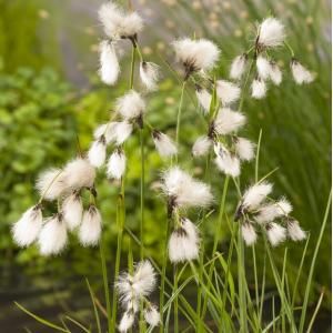 Veenpluis (Eriophorum angustifolium) moerasplant - 6 stuks