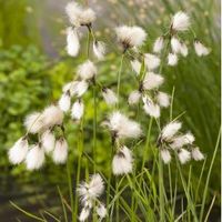 Veenpluis (Eriophorum angustifolium) moerasplant (6-stuks) - thumbnail