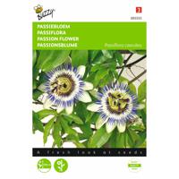 2 stuks Passiflora coerulea Passiebloem - thumbnail