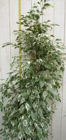 Kamerplant Ficus Witbont 100 cm - Warentuin Natuurlijk