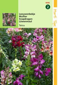 Antirrhinum Majus Nanum Tetraploide Gemengd - Hortitops