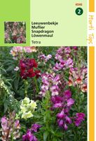 Antirrhinum Majus Nanum Tetraploide Gemengd - Hortitops