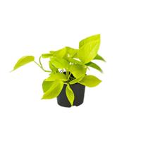 Epipremnum Golden Pothos - Scindapsus - PROMO - Ø12 - ↕15cm - thumbnail
