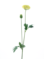 New ranunculus spray Flaine yellow 55 cm kunstbloem Erutan Avon - Erutan avon
