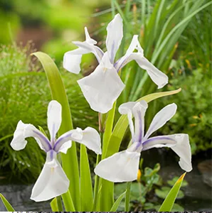 Witte iris / Iris laevigata ‘Snowdrift’