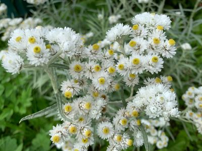 Siberische Edelweiss