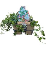 Vinca minor Alba - kleine maagdenpalm 6 pack Vinca minor Alba - kleine maagdenpalm 6 pack