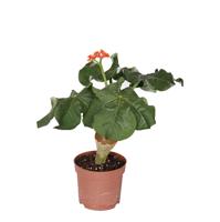 Jatropha Podagrica (Flessenplant) Oranje P 13 cm