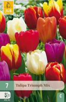Tulipa triumph mix 7 stuks
