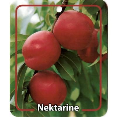 Prunus Persica Var. Nucipersica Nektarine - Oosterik home