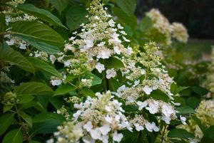 Pluimhortensia op stam