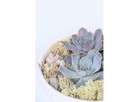 Echeveria Garden Mix in white bowl