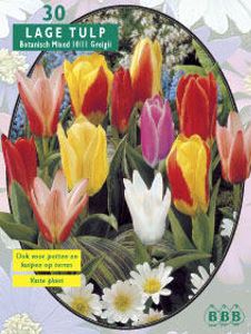 Tulp