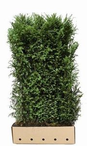 Kant en Klaar Haag Taxus Baccata 100x200cm