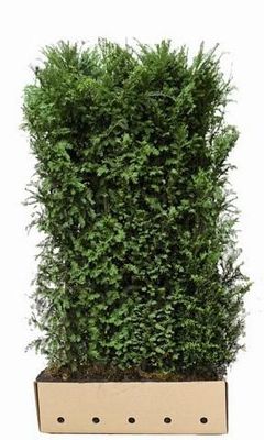 Kant en Klaar Haag Taxus Baccata 100x200cm