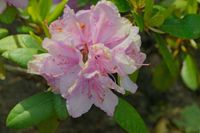 Rhododendron