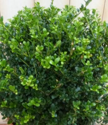 Ilex groen - Warentuin natuurlijk