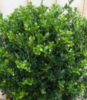 Ilex groen - Warentuin natuurlijk Ilex groen - Warentuin natuurlijk