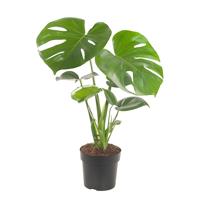 Monstera Deliciosa (gatenplant) - P 13 cm