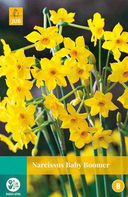 Narcissus Baby Boomer - Jub