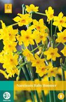 Narcissus Baby Boomer - Jub