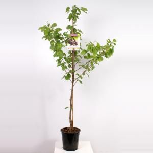 Kersenboom (prunus avium "Sunburst") fruitbomen - In 7 liter pot - 1 stuks