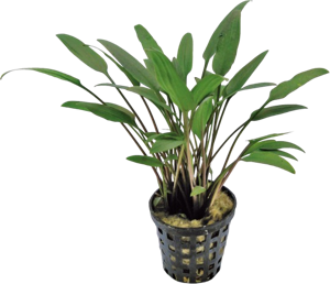 AquaVitaal Cryptocoryne Nevelli