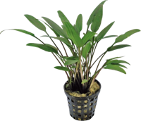 AquaVitaal Cryptocoryne Nevelli AquaVitaal Cryptocoryne Nevelli