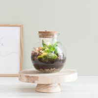 Terrarium Visby