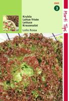 Krulsla Lollo Rossa - Hortitops