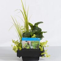 Mix waterplanten op drijvend planteneiland - 2 stuks - thumbnail