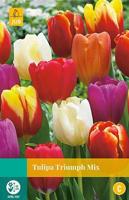 Tulipa Triumph mix 8 bollen - Jub