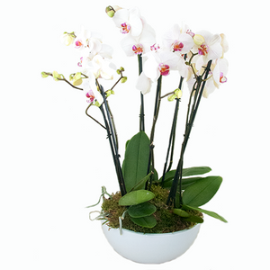 Witte Phalaenopsis in een schaal