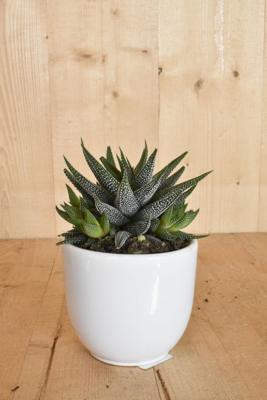Haworthia in witte pot - Warentuin natuurlijk