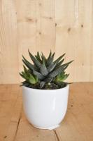 Haworthia in witte pot - Warentuin natuurlijk