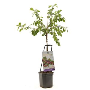 Pruimenboom Prunus dom Victoria wondertree