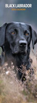 Labrador Retriever Kalender Zwart 2026 Slimline