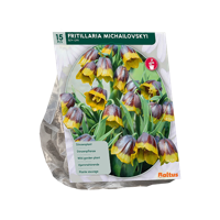 Kievitsbloem
