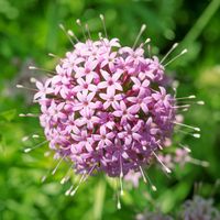 Persische kruisjesplant