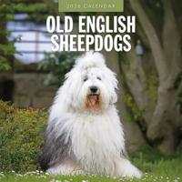 Bobtail / Old English Sheepdog Kalender 2026