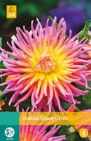 Dahlia Alfred Grille Bloembol JUB 1 bol - Jub